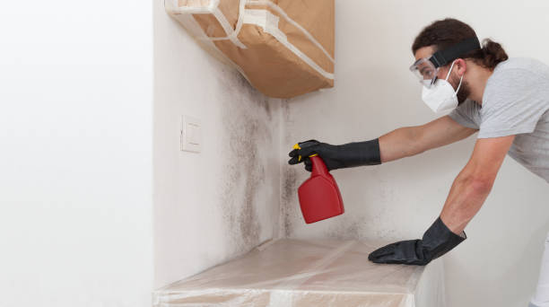 Professional Mold Removal technician working in Brighton, CO