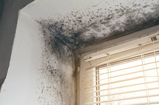 Affordable Mold Removal solutions in Brighton, CO